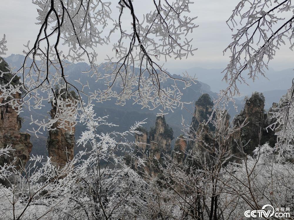 張家界迎降雪 天子山景區現霧凇冰掛_新聞_央視網(cctv.com)