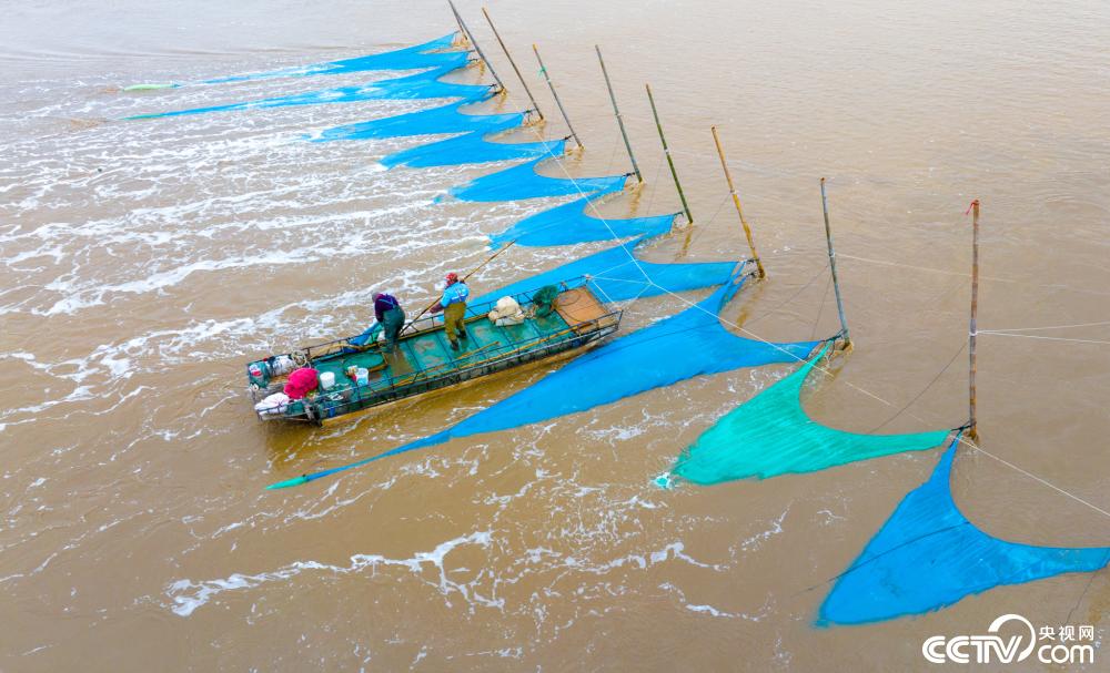 江苏盐城捕捞鳗鱼苗进入旺季