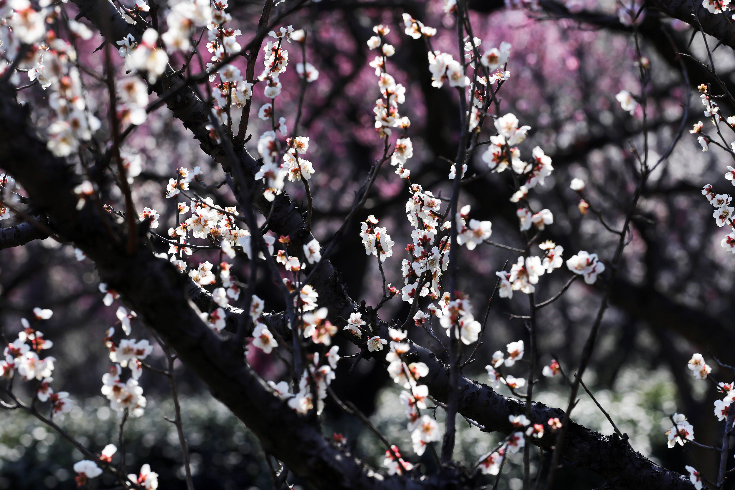 优享资讯 南京国际梅花节开幕