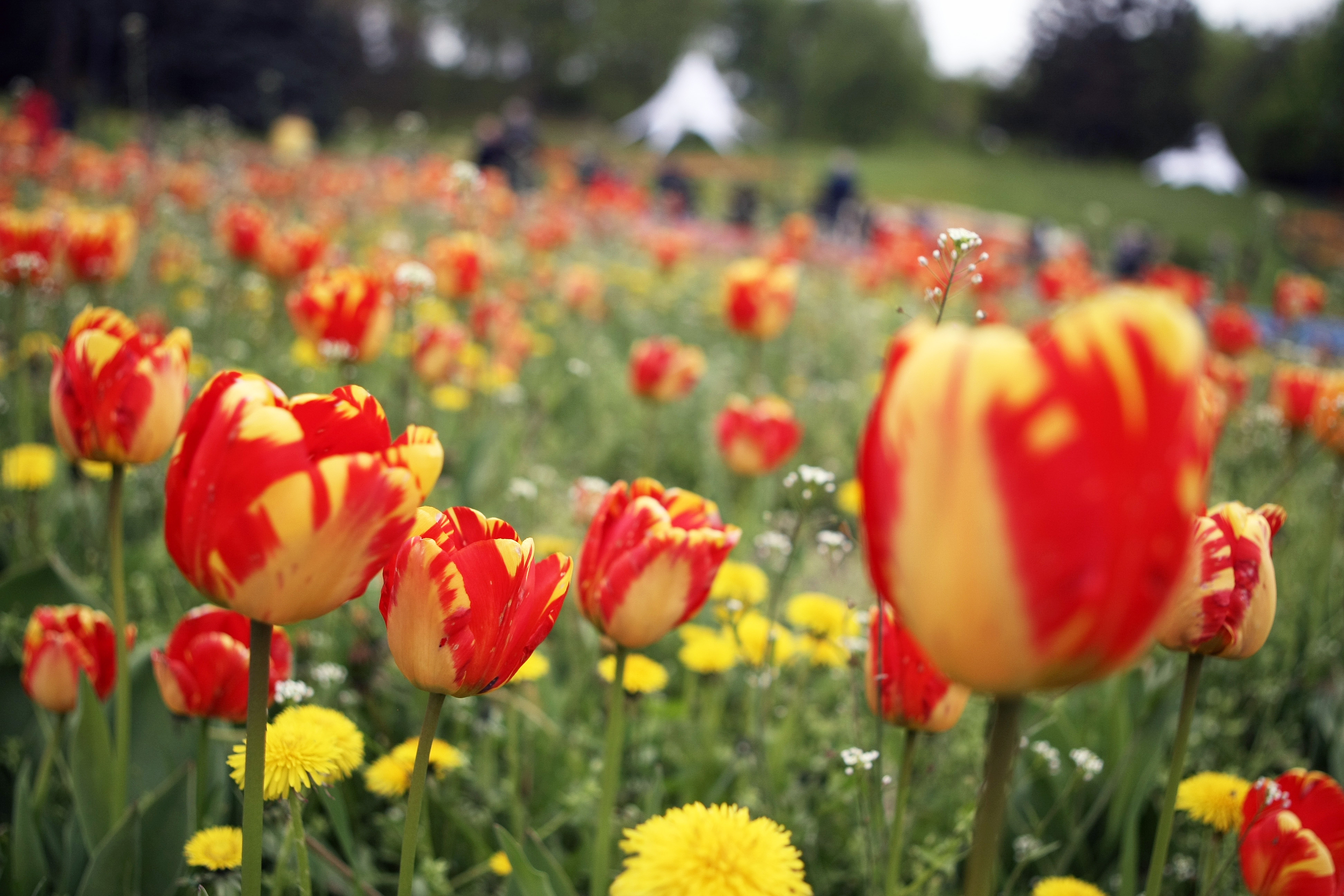优享资讯 乌克兰郁金香花开