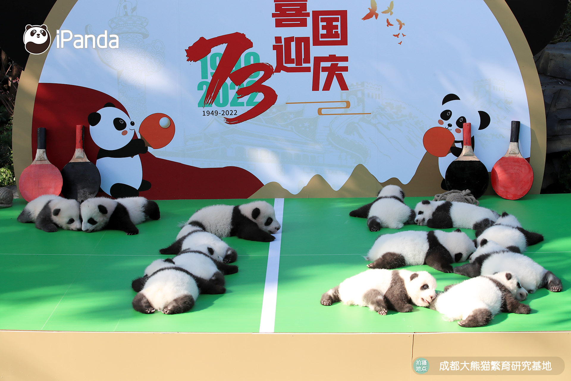 可爱扎堆！2022级熊猫宝宝集体亮相, image size:1920x1280
