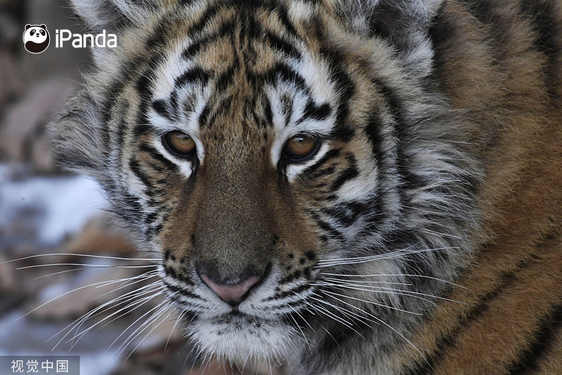 东北虎——世界十大濒危物种之首