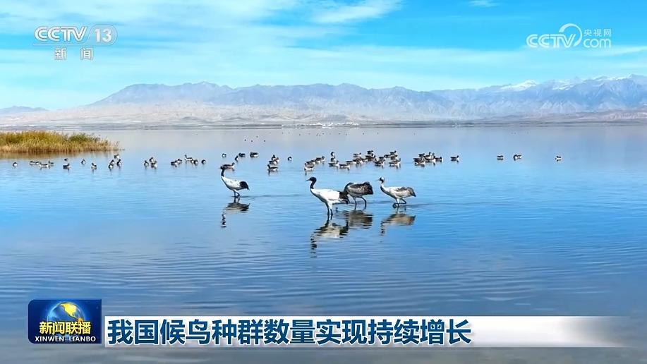 我国候鸟种群数量实现持续增长