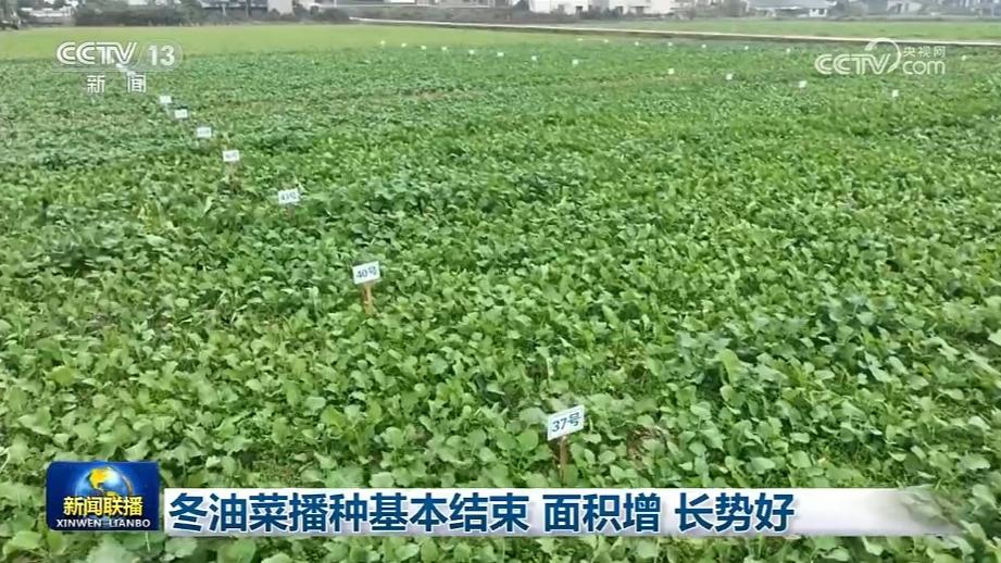 冬油菜播种基本结束 面积增 长势好