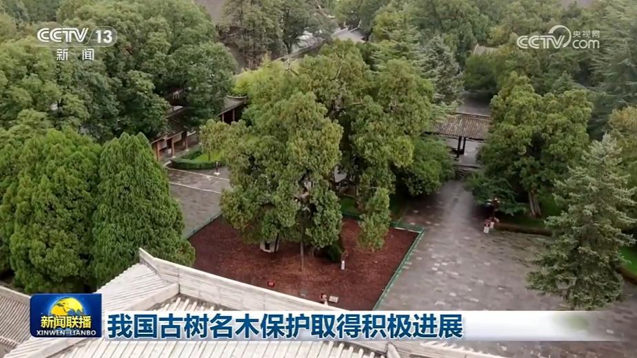 我国古树名木保护取得积极进展