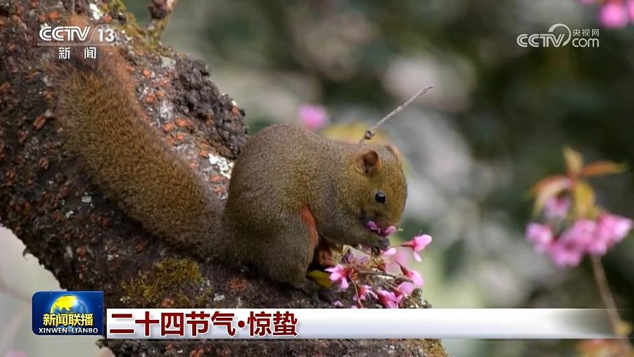 二十四节气·惊蛰