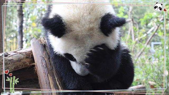 ipanda熊猫频道_熊猫频道