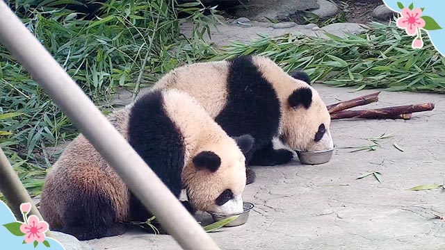 《精彩一刻》熊孩子的喝奶積極性對比_熊貓頻道