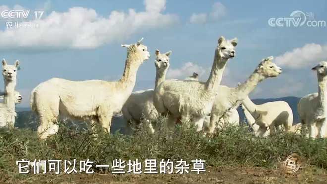 [致富经]山西太原海归女孩邓昕的羊驼养殖财富
