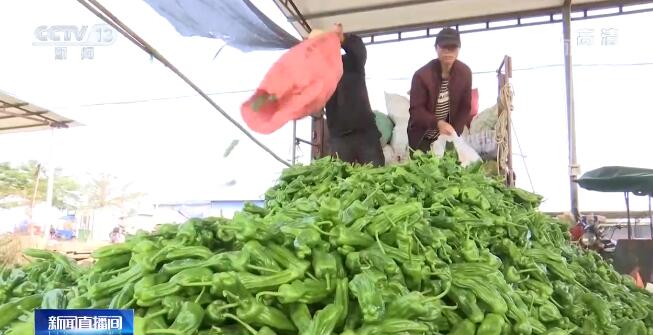冬季瓜菜大批量上市 畅销全国保障销量