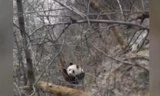 熊出没，请注意！在野外偶遇大熊猫应该怎么办？