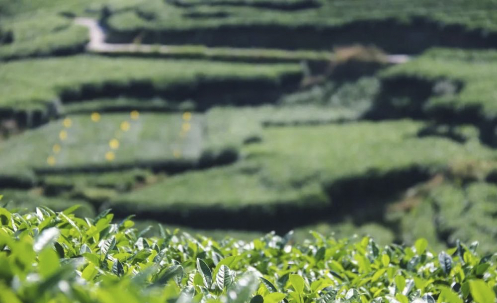 福鼎茶业绿色发展再出新招 经济频道 央视网 Cctv Com