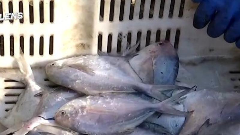 Seafood market booms in Jiangsu, E China