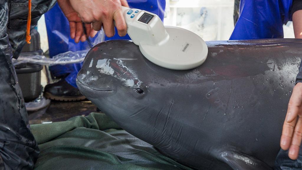 Yangtze finless porpoises move to new home
