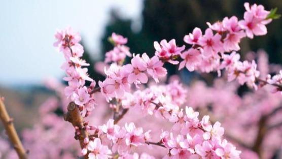 Visitors flock to Longquan peach blossom festival in Chengdu