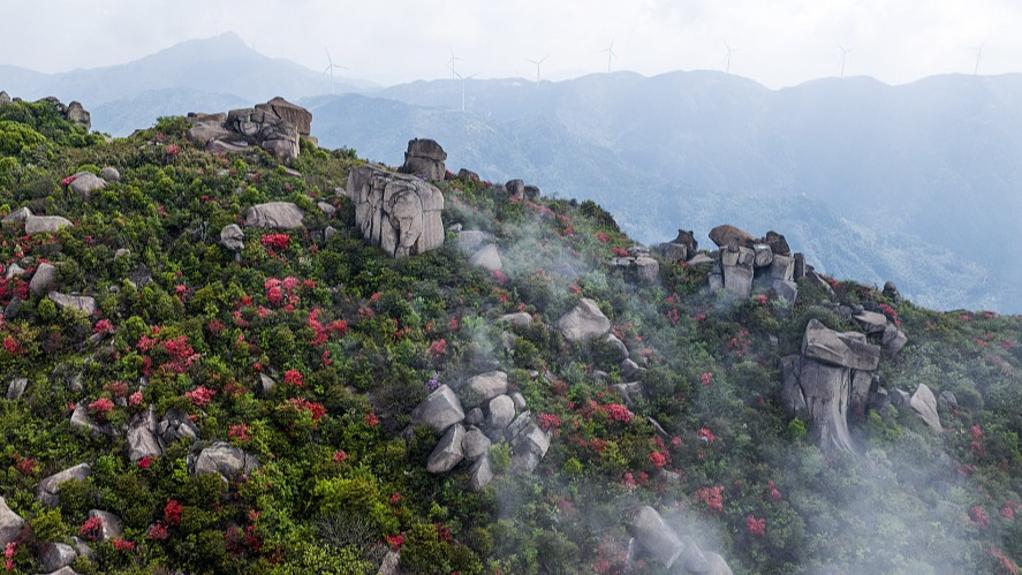 Azalea blossoms adorn Mt.Baiyun in E China