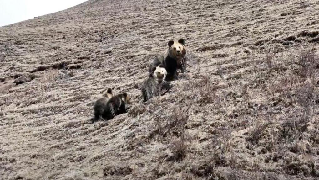 Heartwarming moments between a brown bear mother and her cubs