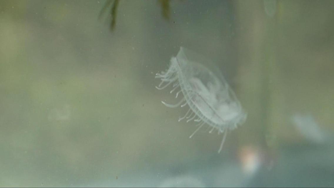 Rare 'peach blossom' freshwater jellyfish found in southwest China