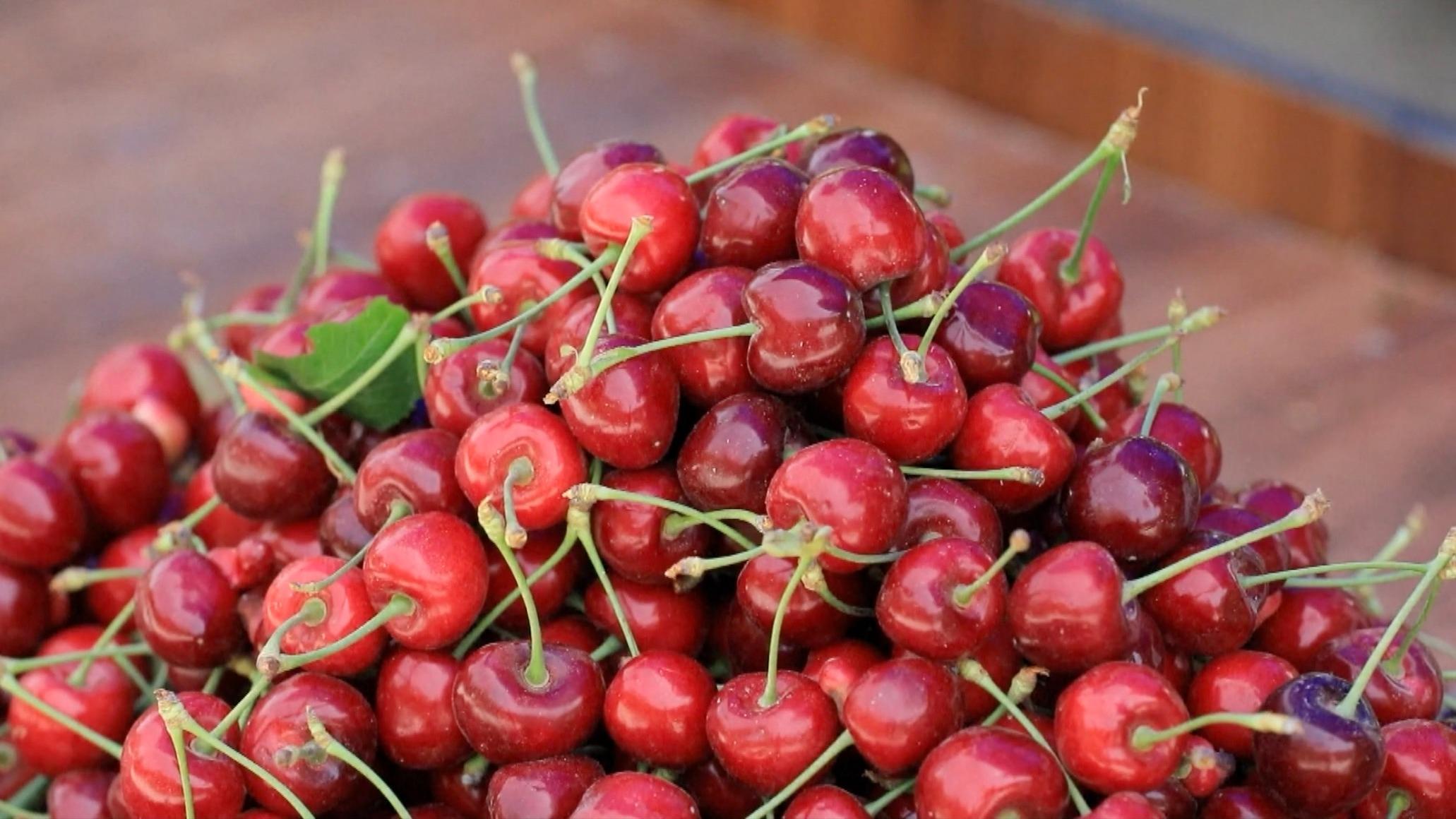 Cherry growing helps increase income, boost rural tourism in Shache