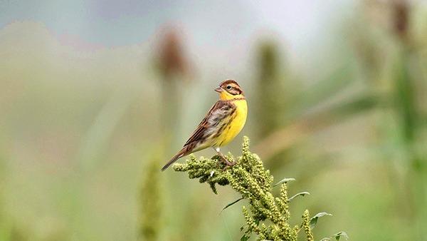 Endangered yellow-breasted buntings appear in E China