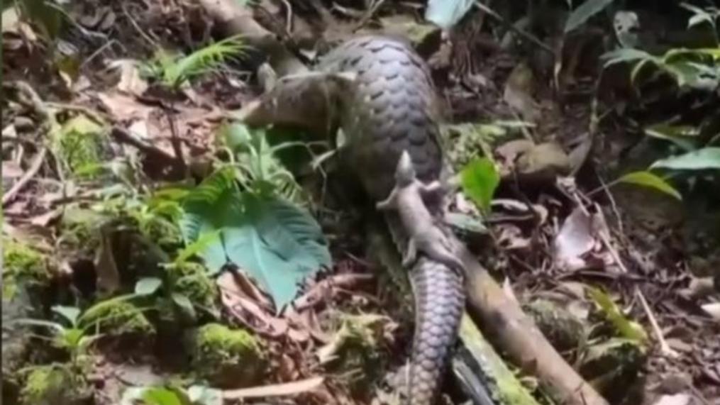 Mother and baby pangolin spotted