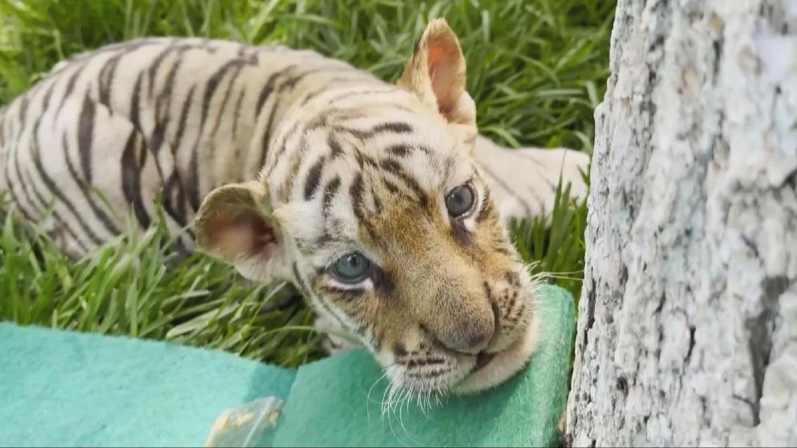 Seven newborn Siberian tiger cubs make debut in Heilongjiang park