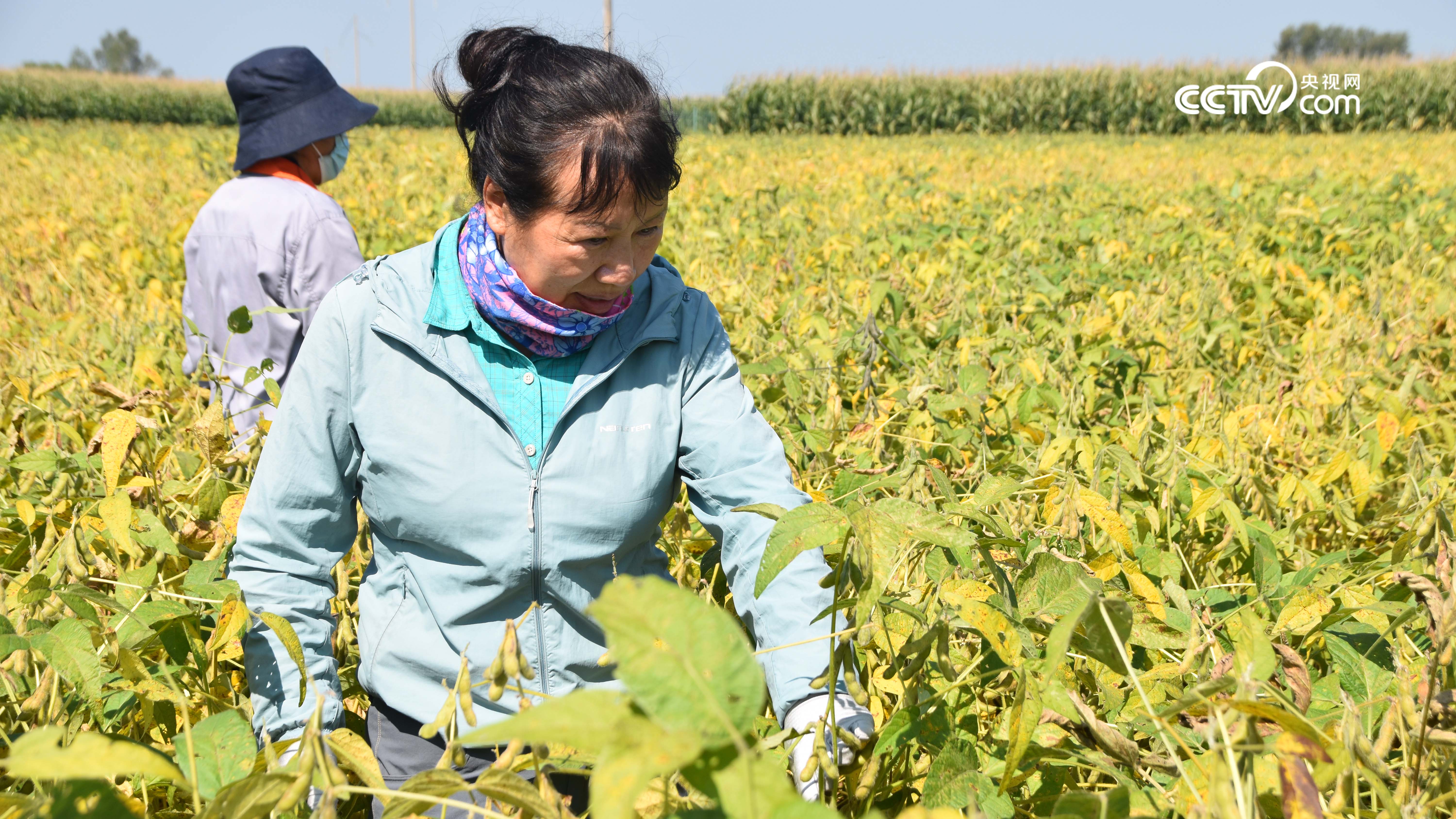 高质量发展调研行金豆娘娘李艳华培育更优质的中国大豆种子