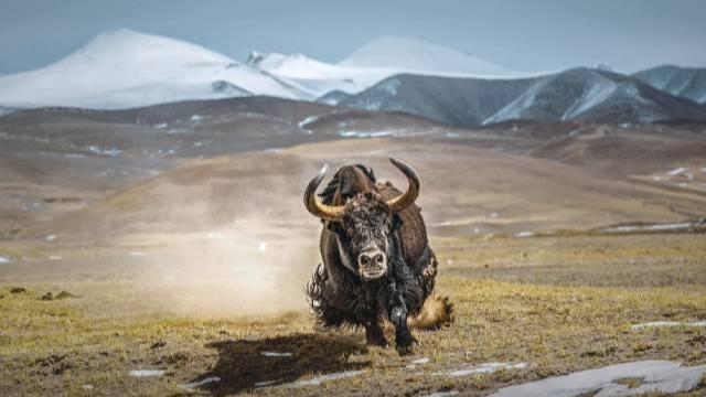 Outnumbered: Snow leopard's prowess challenged by protective yak herd