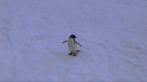 Diverse polar wildlife spotted during China's Antarctic expedition