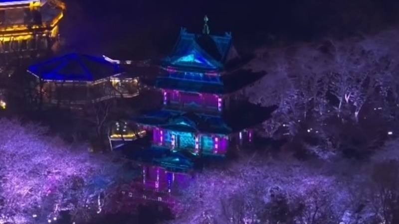 Night cherry blossoms amid colorful glowing lights