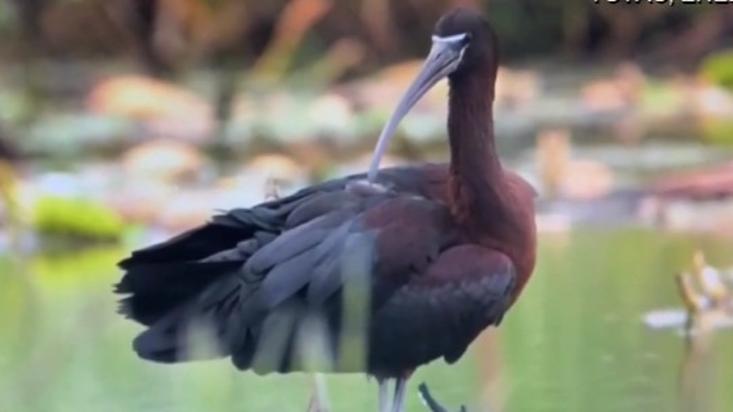 Rare glossy ibis spotted in Zhejiang