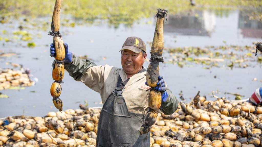 Farmers harvest lotus roots in E China's Jiangsu