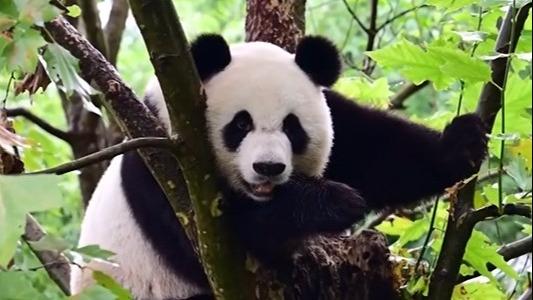  Arrival of giant panda pair sparks celebrations in Hong Kong