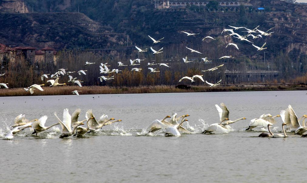 山西平陆黄河湿地万余只越冬白天鹅“启程”飞返西伯利亚