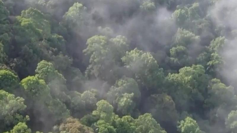 Populations of flagship wildlife species in China see steady increase