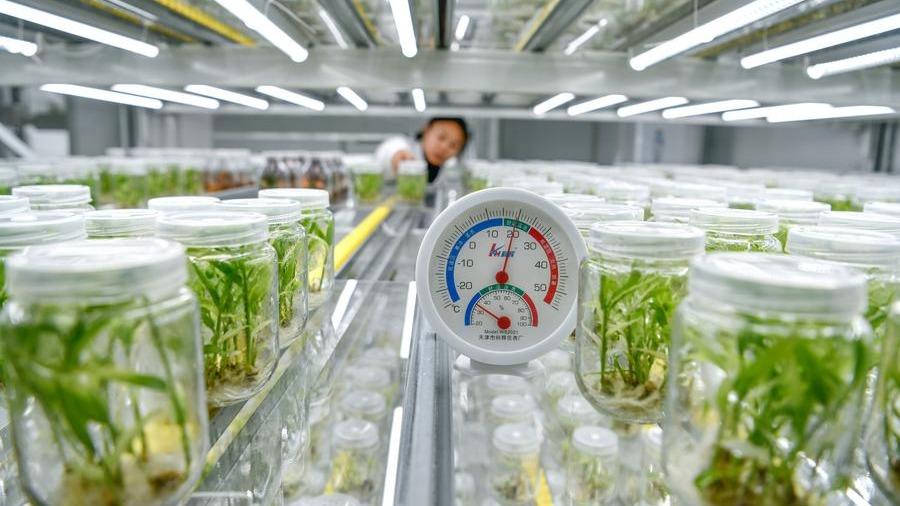 AI empowers China's agriculture to harvest smarter future