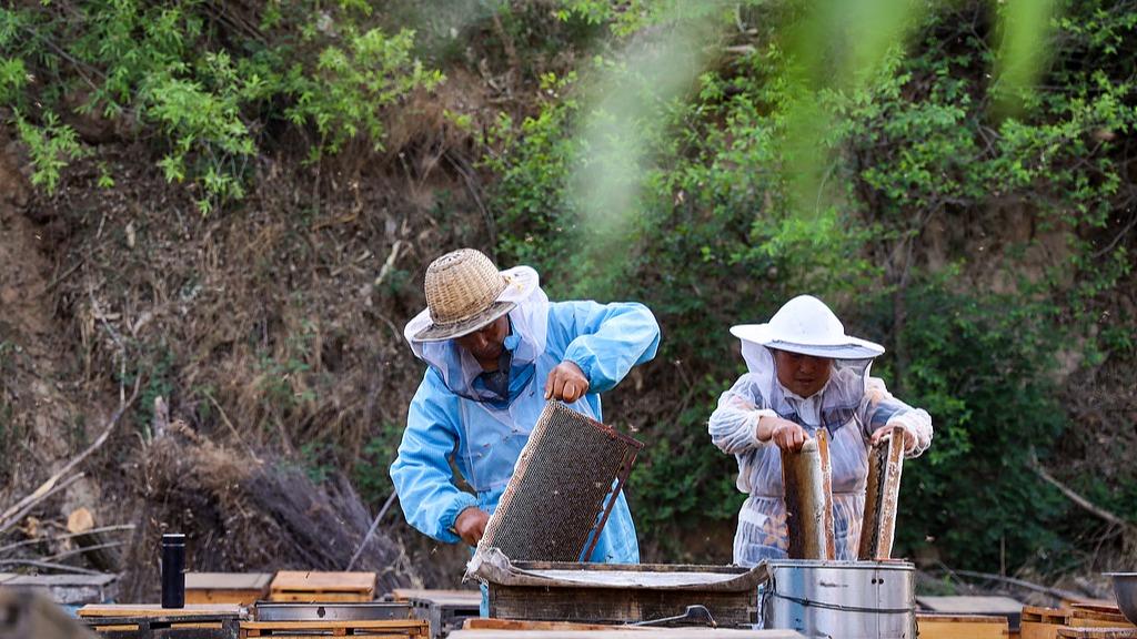 “蜂”景如画！小蜜蜂带动我国农林产品增收超3000亿元