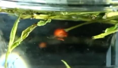养发新招！隔夜绿茶水洗头能防脱发
