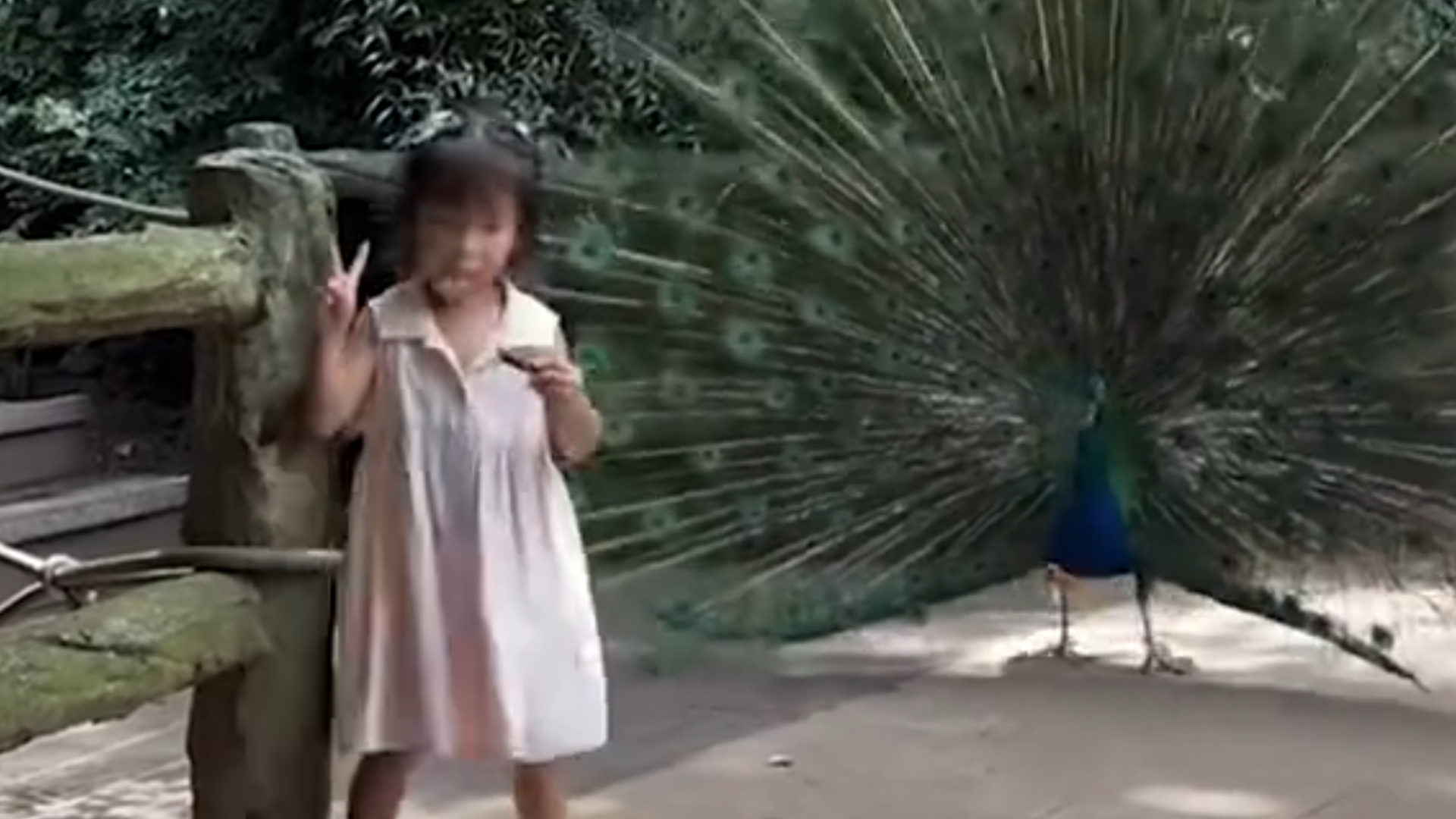Smart peacock obeys orders from a little girl
