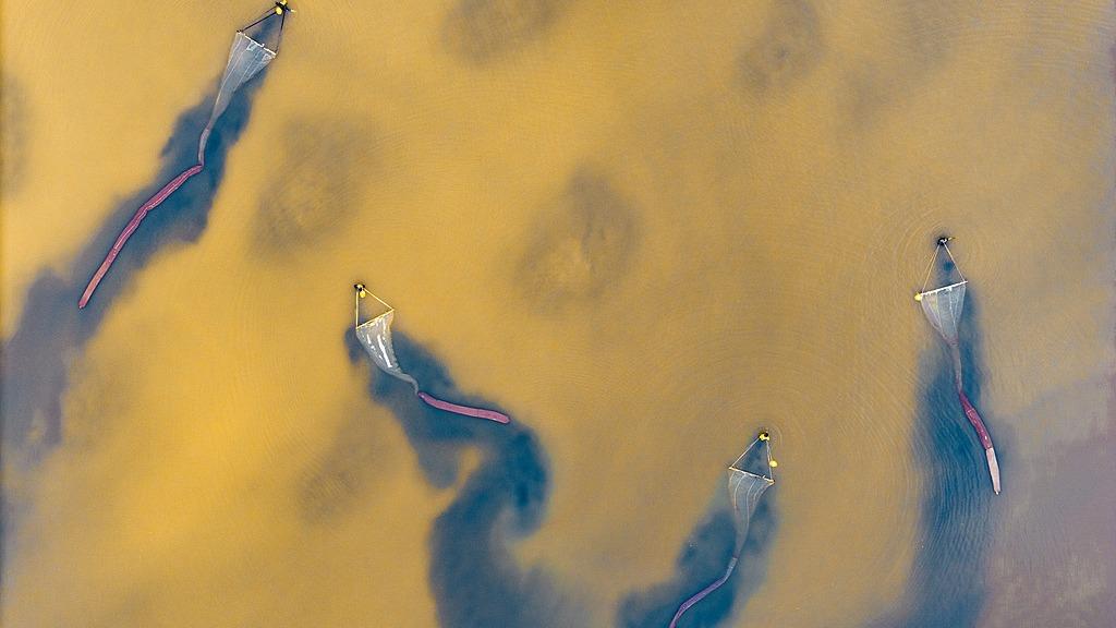 Harvesting season for brine shrimp in Shanxi's salt lake