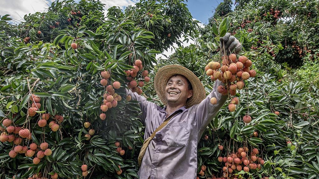 Maoming farmers beam with joy as lychee harvest hits peak