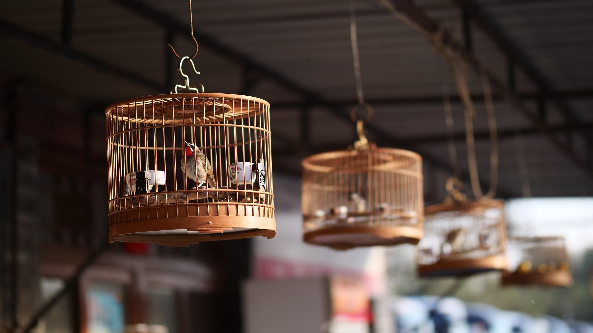 常见观赏鸟可以随意买卖?这些涉鸟保护误区触碰法律红线