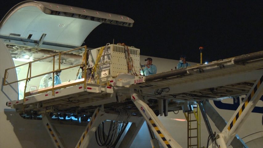 Malaysia welcomes giant panda couple Chen Xing & Xiao Yue