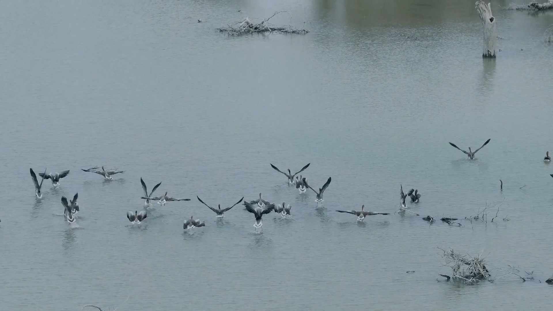 Waterbirds gather along Xinjiang's Tarim River as ice melts