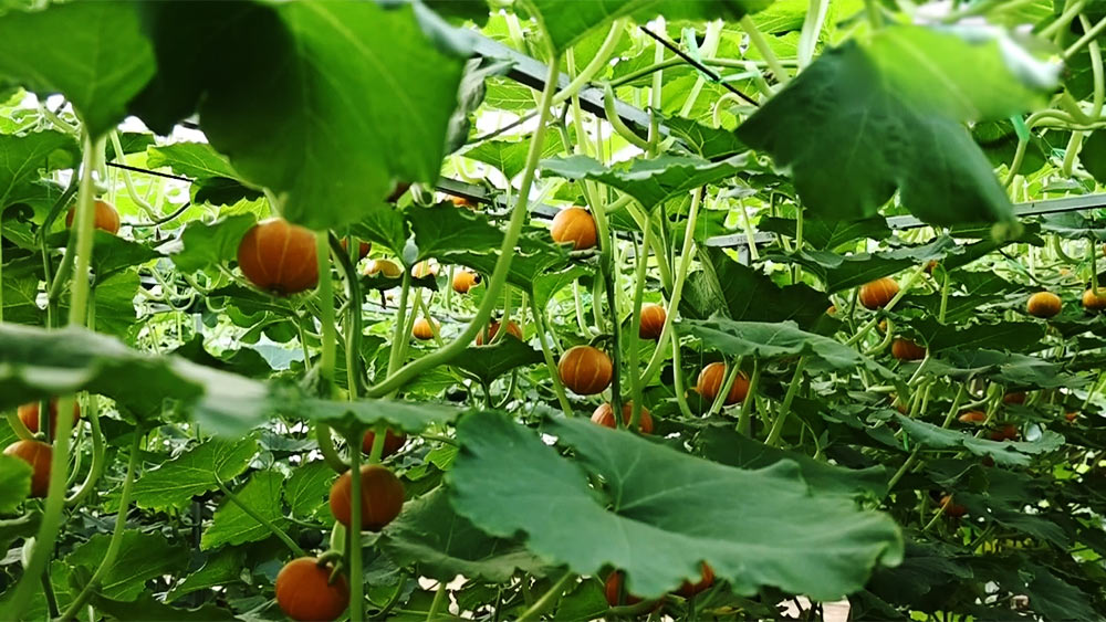 山东寿光：蔬菜科技博览会 400余个新品