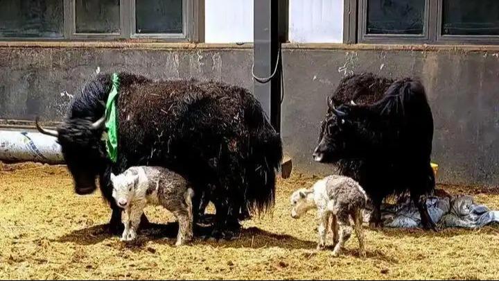 China achieves large-scale births of cloned yaks