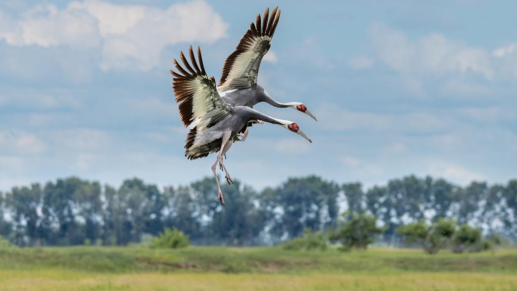 Daqing, Heilongjiang: Wild white-naped cranes spread wings and woo mates