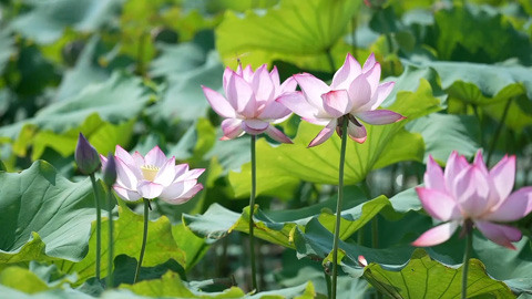 夏日赏荷 万亩荷塘美出圈