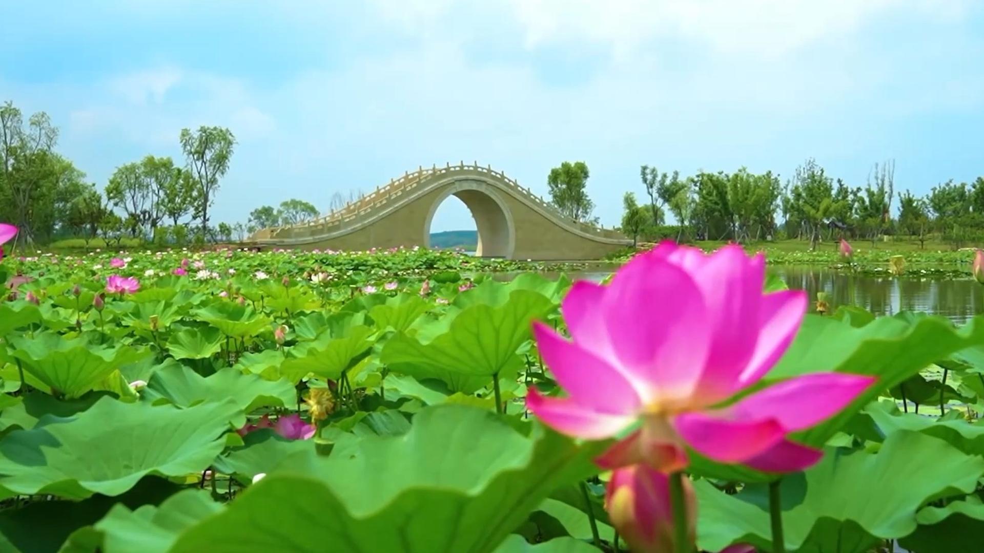 夏日“清凉壁纸”上线！数百亩荷花进入最佳