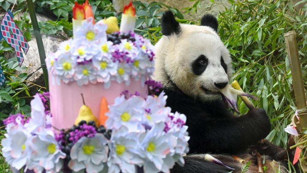 Russia-born giant panda Katyusha celebrates third birthday